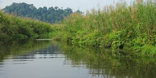 Rawa dano atau yang sama artinya dengan rawa danau adalah salah satu objek wisata banten yang sudah menjadi wisata cagar alam. Melihat Cagar Alam Rawa Danau Hutan Air Tawar Terbesar Di Jawa Indonesia Kaya