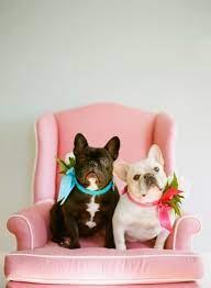 Elegancia Y Glamour Perros Mascotas Fotos De Perros