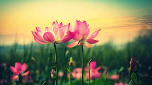 Pin By Sunny Effiong On Stuff Lotus Flower Wallpaper Flower Wallpaper Wallpaper