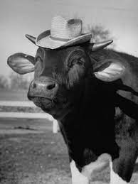 Ищете cow wearing a hat стикеры? Trained Cow Wearing A Hat Photographic Print Nina Leen Art Com In 2021 Cute Baby Cow Cute Cows Animals