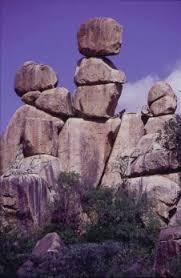 Image result for Triaspis dumeticola