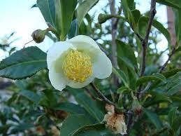 Camellia Sinensis Tea Camellia Blooming Flower Tea Plants Deer Resistant Plants