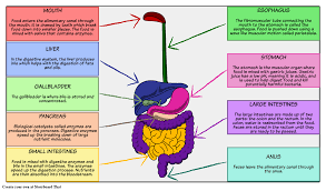 Digestive System Digestive System Activities Digestive System Diagram Digestive System Anatomy Revise the structures and function of the digestive system. digestive system digestive system