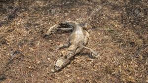 Some are familiar to us because we've seen them in person, on one of the many television shows. Caiman Jacare Alligator Dead Corpse Carcass In Decomposition Stock Photo Picture And Royalty Free Image Image 79808428