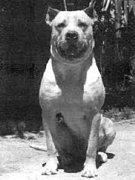 Dogo Argentino Wikipedia Another trait highly valued in the dogo was his white fur, able to deflect the sun rather than absorb it.