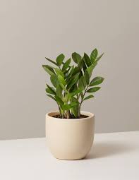 Zz Plant Small Grant Cream In 2021 Plant Care Houseplant Plants Lily Plants