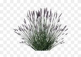 Trailing forms are good for hanging baskets, window boxes, and for cascading over rock walls. Green Grass Lavender Shrub Plant Dwg Lavender Purple Violet Bathroom Png Pngwing