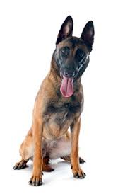 They are all very similar in body conformation, with the biggest distinction between them being coat color and type. Belgian Malinois Pet Health Insurance Tips