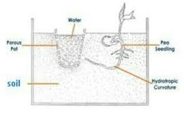 Design an experiments to demonstrate hydrotropism. What Is Mean By Tropism Design An Experiment To Demonstrate Hydro Tropism With The Help Of Diagram Brainly In