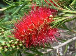 Image result for Callistemon