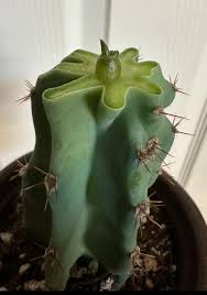 Image result for Loxodera caespitosa