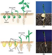 Bunga tumbuhan ini sangat khas: Contoh Tanaman Epigeal Dan Hipogeal Edukasi Lif Co Id