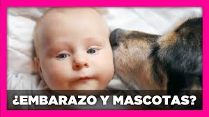 ¿Debo deshacerme de mis mascotas si estoy buscando un bebé?