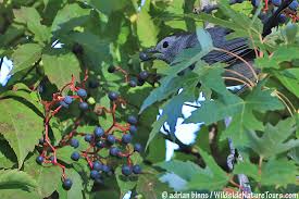 Check spelling or type a new query. Fall Berries For Birds Backyardsfornature Org