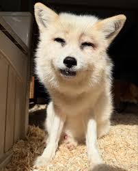 Jasper celebrates five years of freedom from fur farm