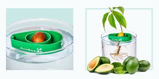 Plant the avocado plant into soil in a pot that is about 10 inches in diameter. Avoseedo Bowl Review Easy Avocado Growing Kit