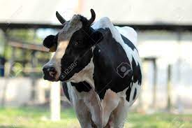 黒 N 白の若い牝牛を発見の写真素材・画像素材 Image 39076870