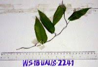 Image result for Dioscorea cotinifolia