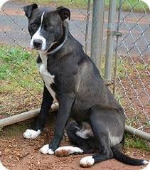 Athens Ga Border Collie Mix Meet Felix A Dog For Adoption Dog Adoption Pets Border Collie Mix