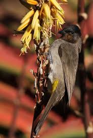 Brown Small Birds Of South Africa Common Bulbul Pycnonotus Barbatus At Walter Sisulu National Botanical Garden Johannesburg South Africa National Botanical Gardens Botanical Gardens Botanical