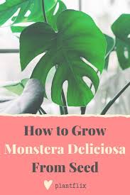 How To Grow Houseplants From Seed Plantflix Monstera Deliciosa Growing Seeds Monstera