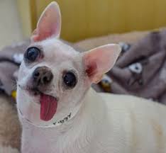 Click here to connect with an adoption professional. Fairy Tail Ending For A Princess Chihuahua Oregon Humane Society