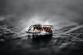 What Happens To Wasps And Hornets Over Winter? — Apc Management