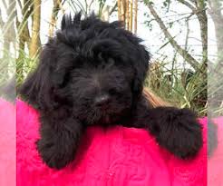 Fl doa license dacs #2934412. Puppyfinder Com Aussiedoodle Puppies Puppies For Sale Near Me In Florida Usa Page 1 Displays 10