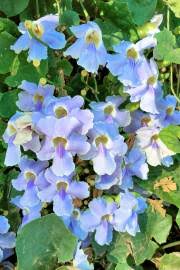 Image result for Thunbergia laborans