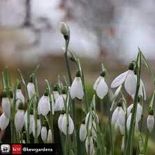 Pin By Kathleen Burke On Snowdrops Kew Gardens Garden Inspiration Vintage Garden