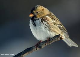 Birds That Start With Q Sparrow Harris S Norm Townsend Sparrow Townsend Northern Canada