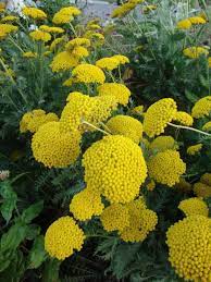 Plant More Yarrow Achillea Moonshine This Year Yarrow Plant Plants Flowering Trees