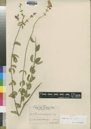 Image result for Tinnea apiculata