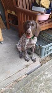 Image result for německý ohař drátosrstý stavba těla