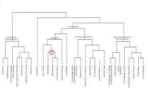 primate family tree primates