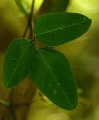 Image result for Dumasia