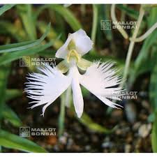 Image result for Habenaria cirrhata