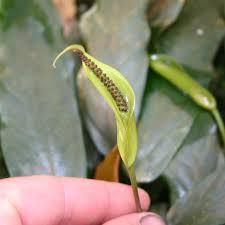 Image result for Humularia minima