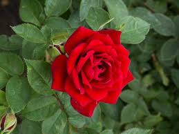 We did not find results for: Popular Flowers Name In Kannada India Gardening