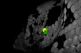 Maybe you would like to learn more about one of these? Snake Wallpapers Free Pictures On Greepx