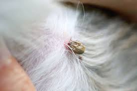Image result for infected tick bite