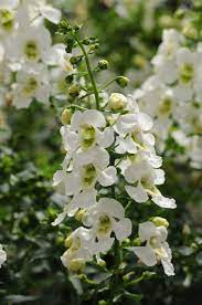 Archangel Angelonia Easy Plants Plants Vibrant Flower