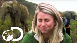 Последние твиты от bear grylls (@beargrylls). Julianne Hough Gets To Grips With Elephant Dung Running Wild With Bear Grylls Youtube