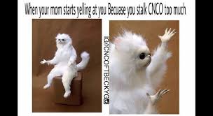 Pin By Sari On Cnco Persian Cat Room Guardian Funny Pictures Memes
