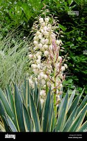 Image result for Yucca gloriosa