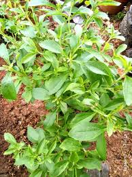 Image result for Tragia brevipes-benthamii-okanyu