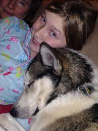 Sled dog takes off: Many people help Alton family search for husky