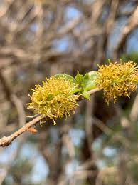 Image result for Combretum apiculatum