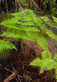 Image result for Diplazium humbertii