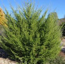 Image result for Cupressus macrocarpa
